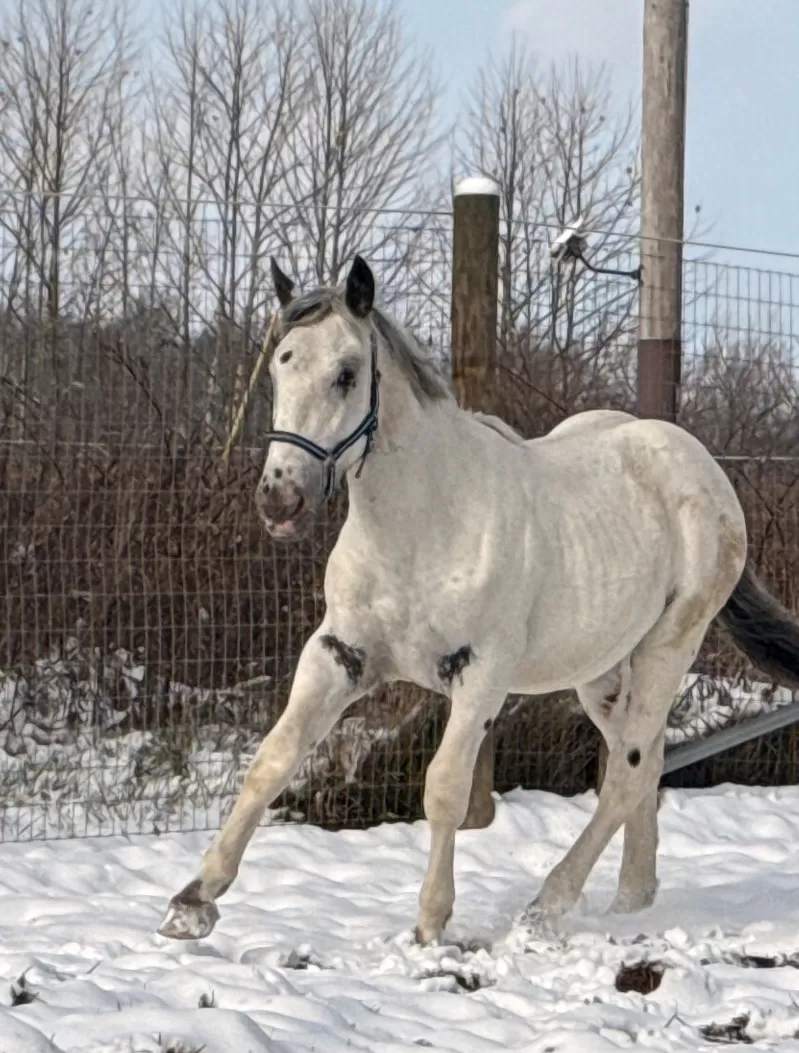 Leo Vulkan XIX Purebred Noriker Colt