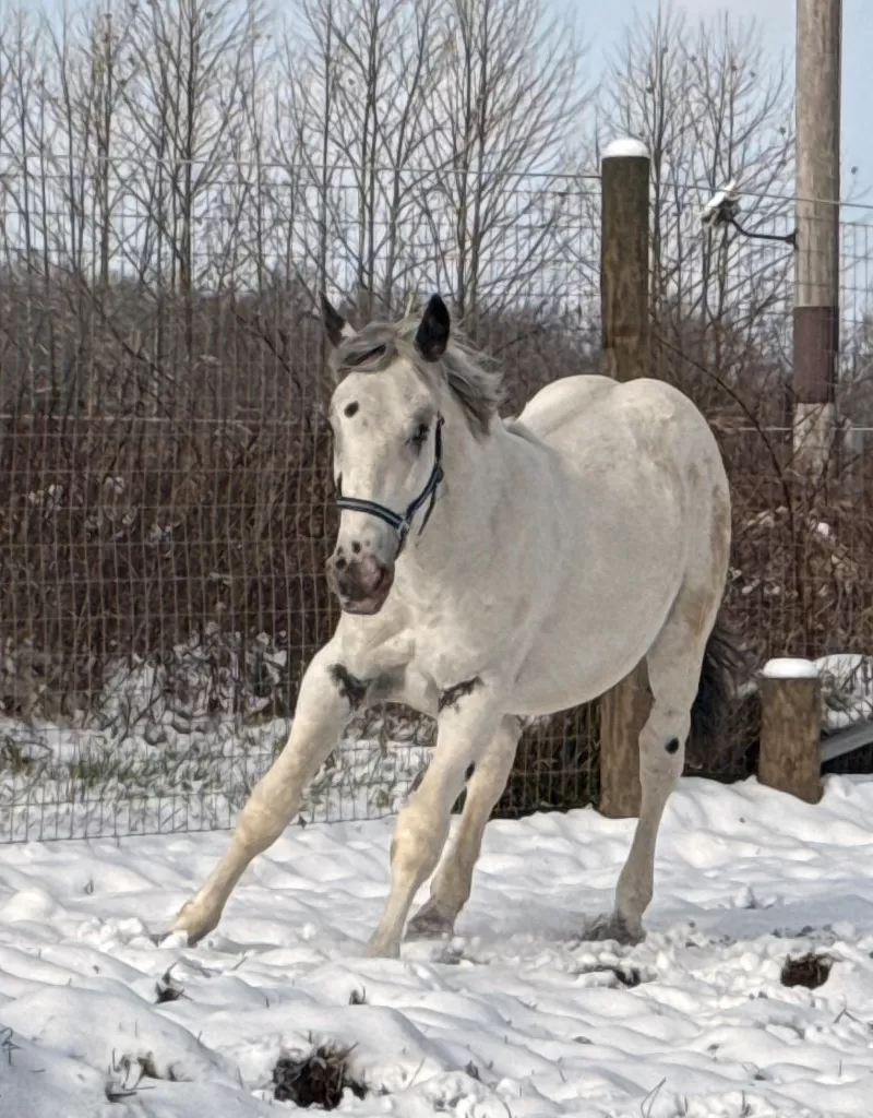 Leo Vulkan XIX Purebred Noriker Colt