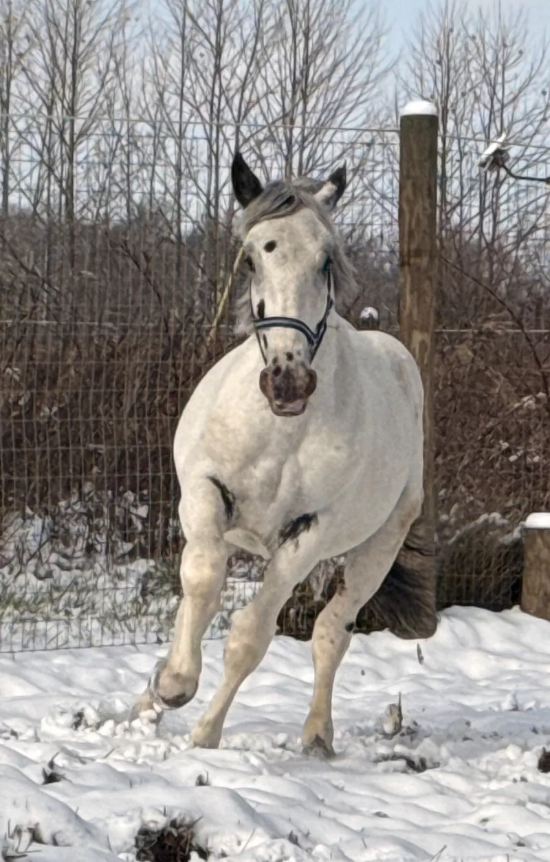 Leo Vulkan XIX Purebred Noriker Colt