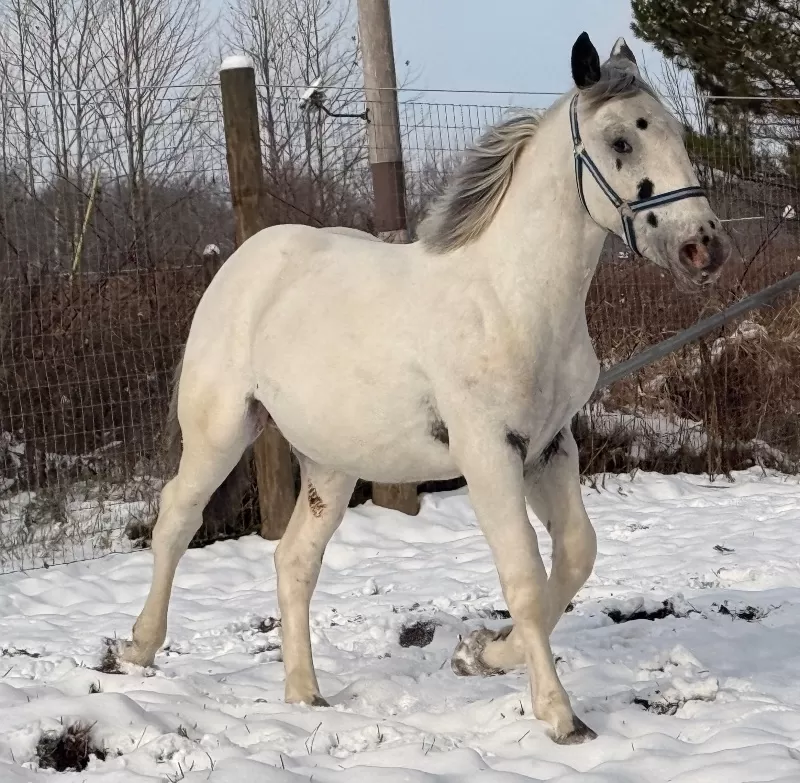 Leo Vulkan XIX Purebred Noriker Colt