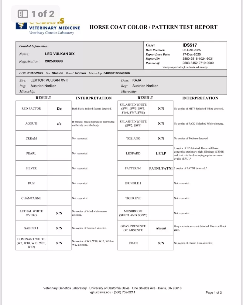 Leo Vulkan XIX Purebred Noriker Colt