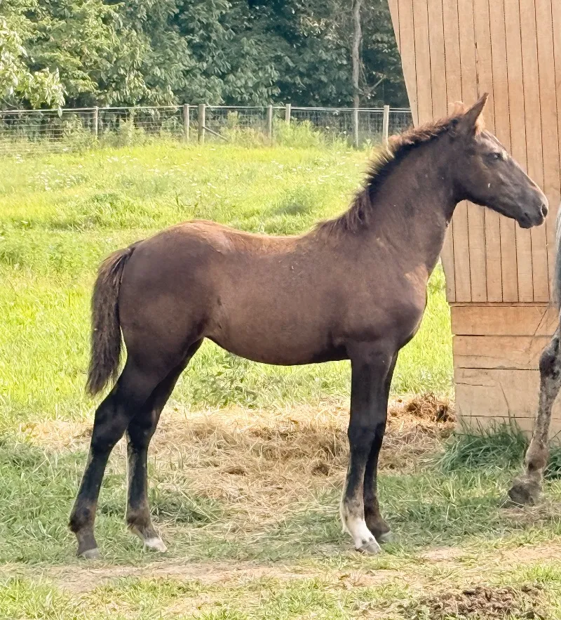 Foal Name: Herrlichs Wrena Tin Tin