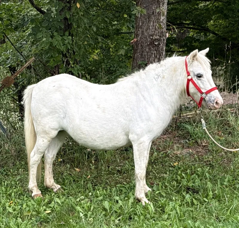 Foal Name: Delightful Deliah